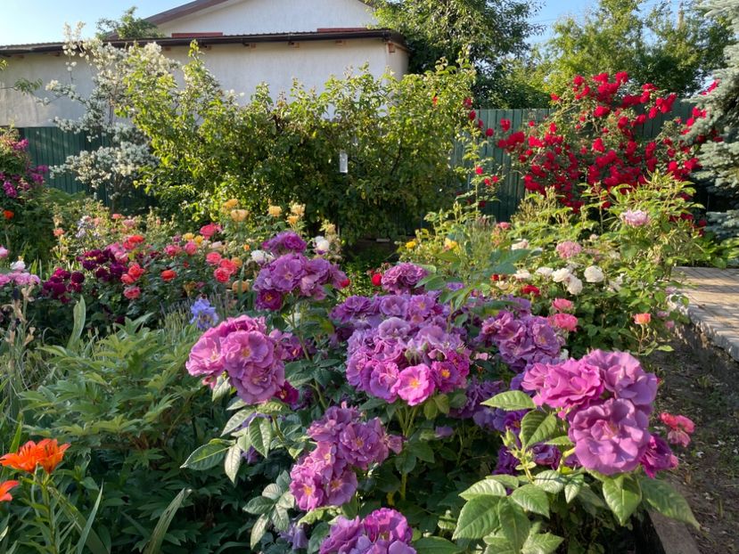  - 0005 - Gradina - 2025