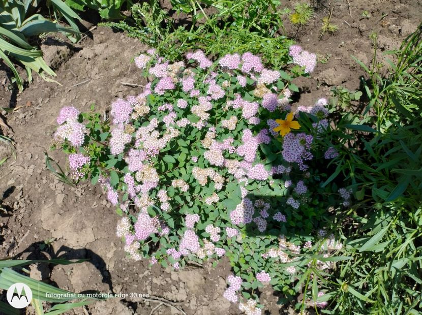  - Flori de gradină-2025