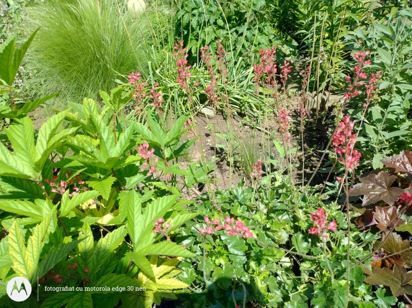 - Flori de gradină-2025