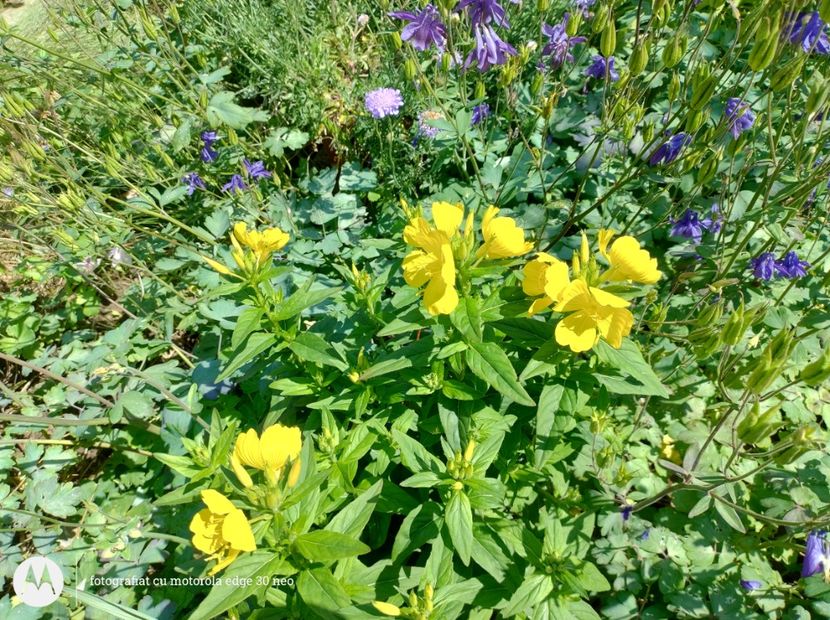  - Flori de gradină-2025