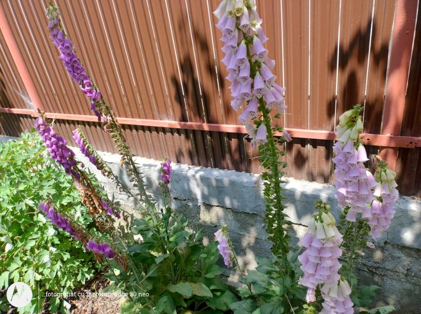  - Flori de gradină-2025