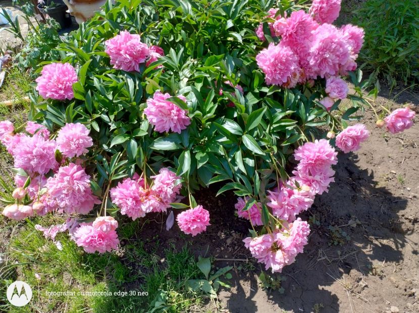  - Flori de gradină-2025