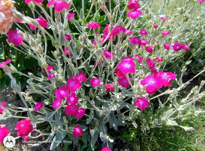  - Flori de gradină-2025