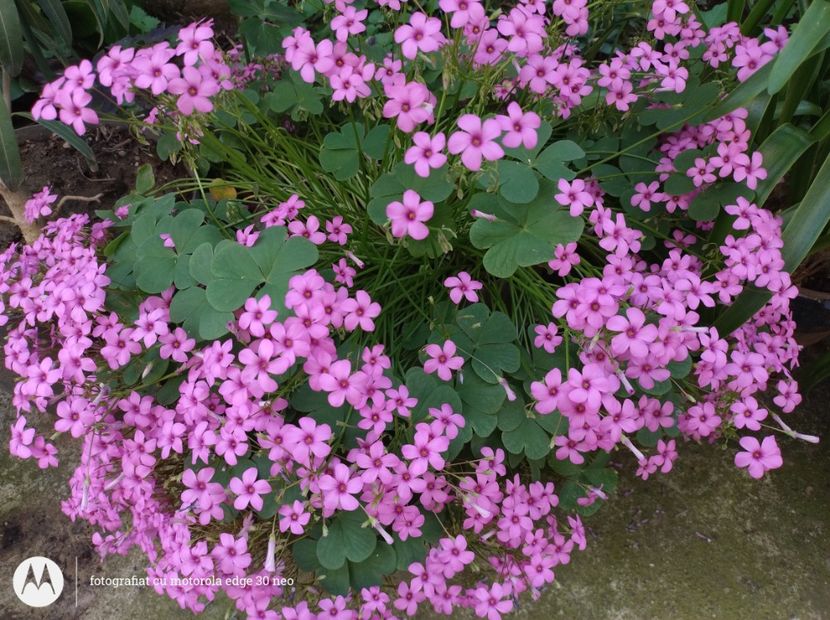  - Flori de gradină-2025