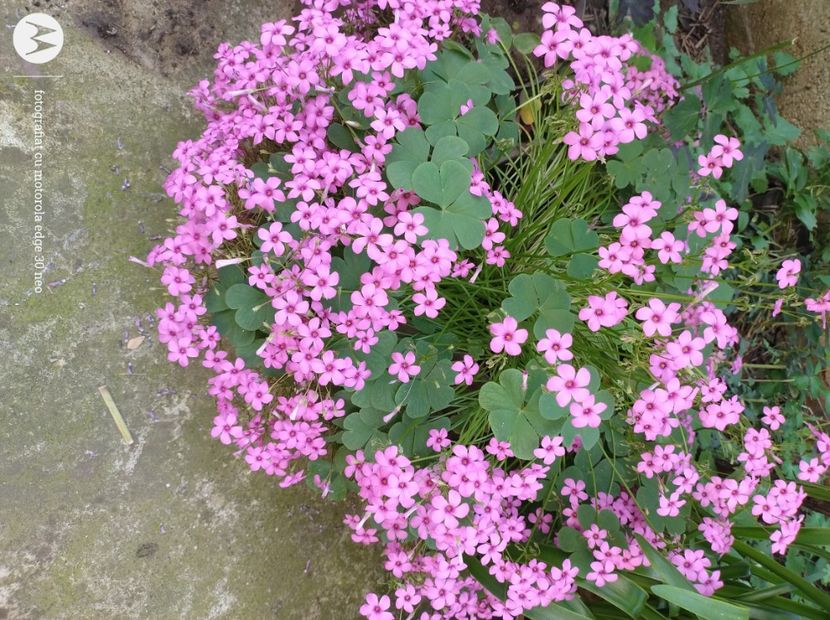  - Flori de gradină-2025