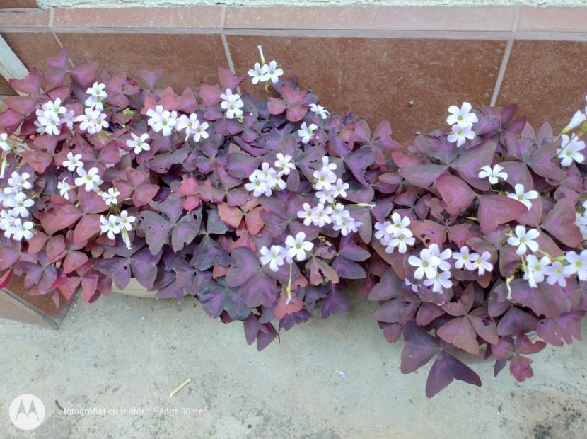  - Flori de gradină-2025