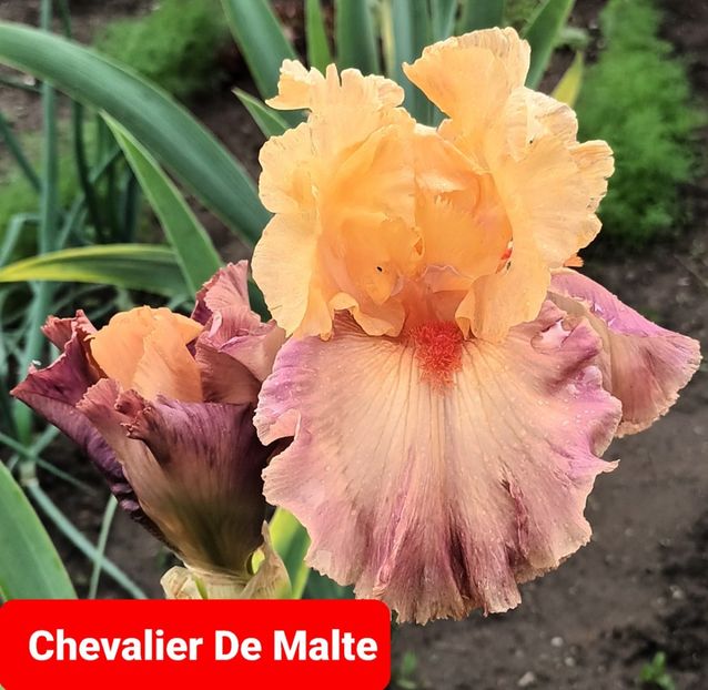  - Chevalier De Malte