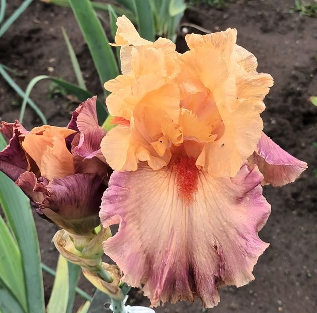  - Chevalier De Malte