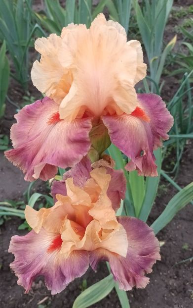  - Chevalier De Malte