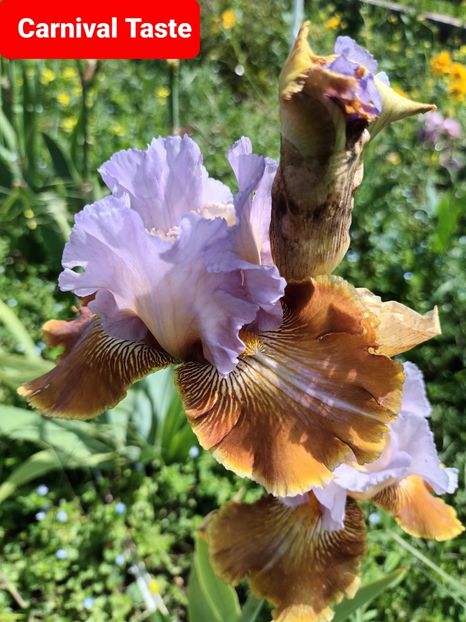  - Carnival Taste