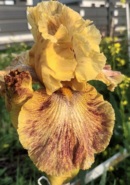  - Tanzanian Tangerine