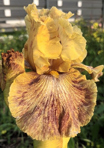  - Tanzanian Tangerine