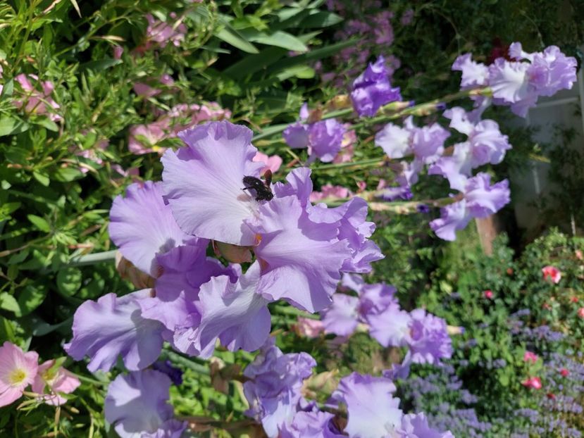  - 2025 mai continuare