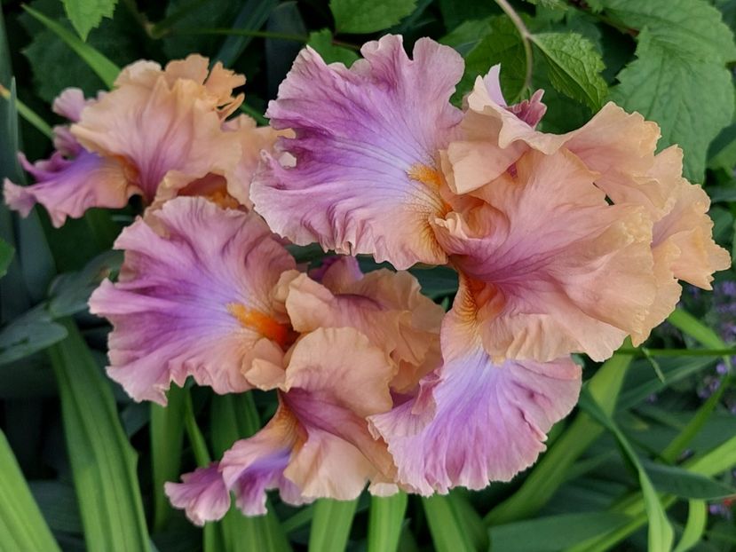  - 2025 mai continuare