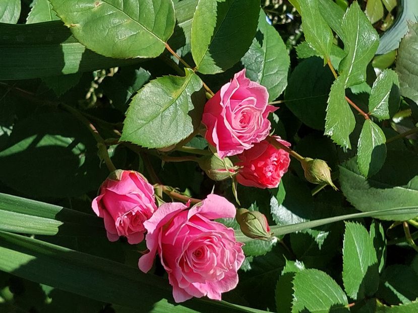  - 2025 mai continuare