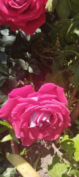  - Primavara -vara 2025