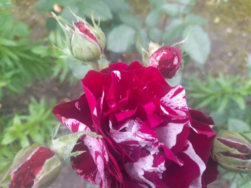  - 1111 Bucurii florale 2025