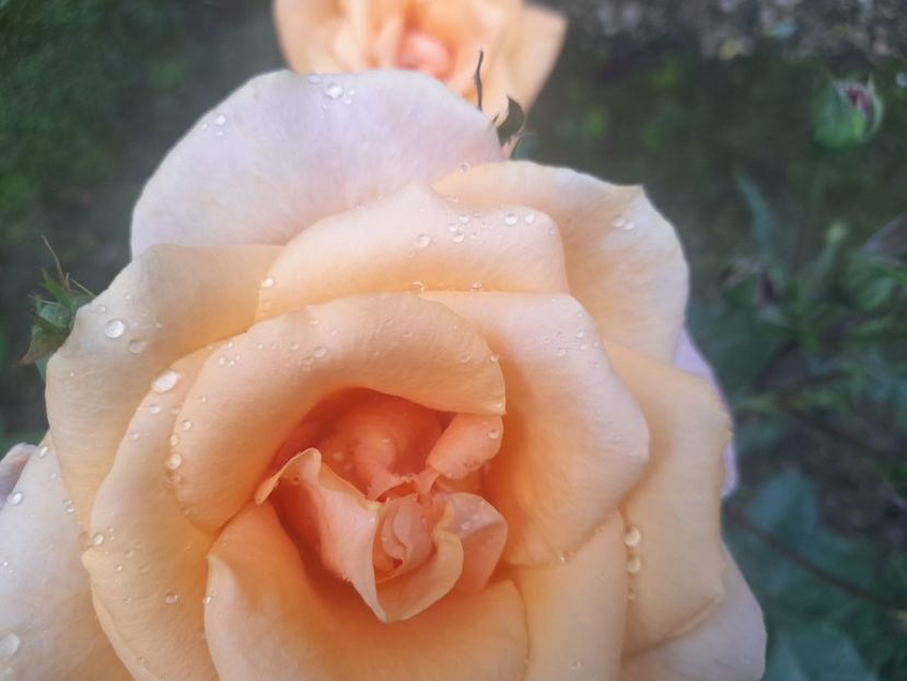  - 1111 Bucurii florale 2025