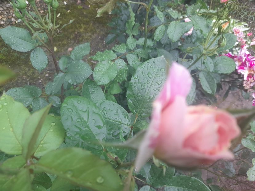  - 1111 Bucurii florale 2025