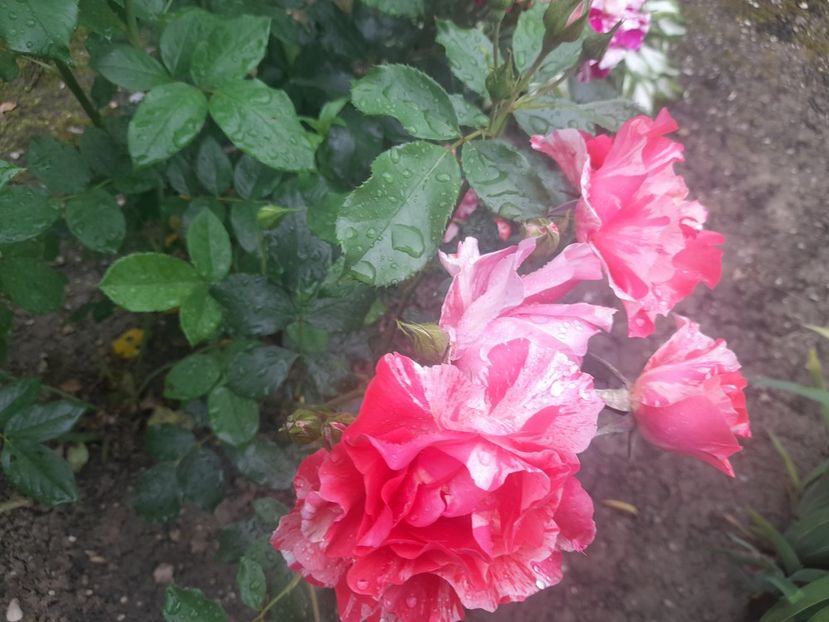  - 1111 Bucurii florale 2025