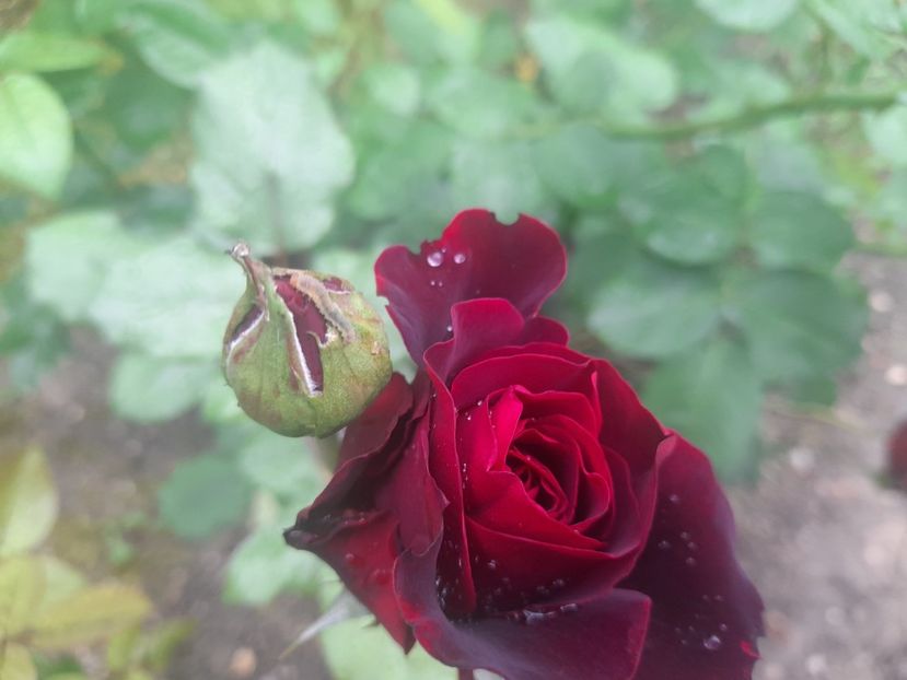  - 1111 Bucurii florale 2025