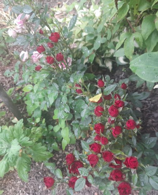  - 1111 Bucurii florale 2025