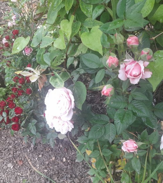 - 1111 Bucurii florale 2025