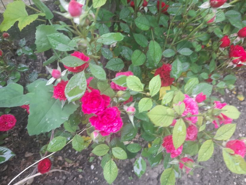  - 1111 Bucurii florale 2025