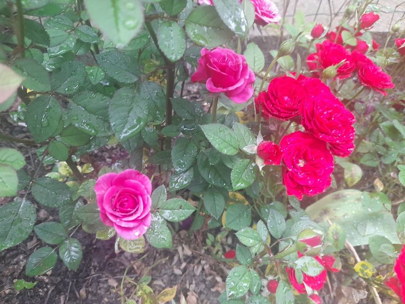  - 1111 Bucurii florale 2025