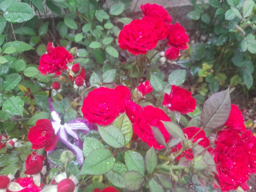  - 1111 Bucurii florale 2025