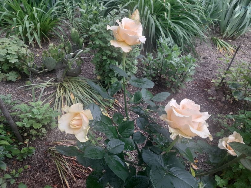  - 1111 Bucurii florale 2025