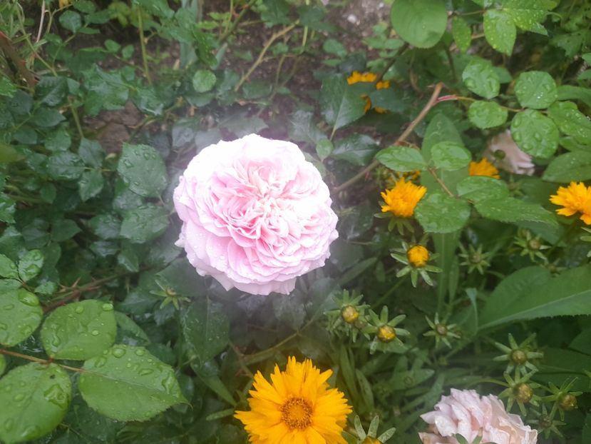  - 1111 Bucurii florale 2025