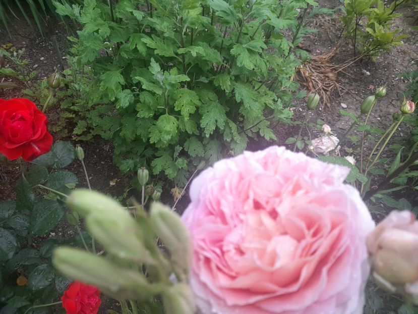  - 1111 Bucurii florale 2025