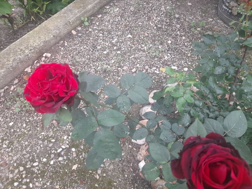  - 1111 Bucurii florale 2025
