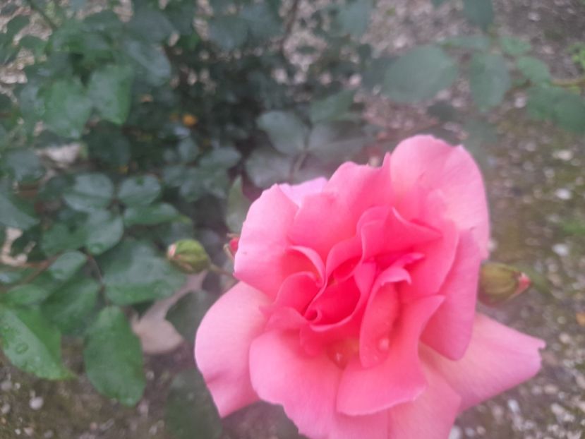  - 1111 Bucurii florale 2025