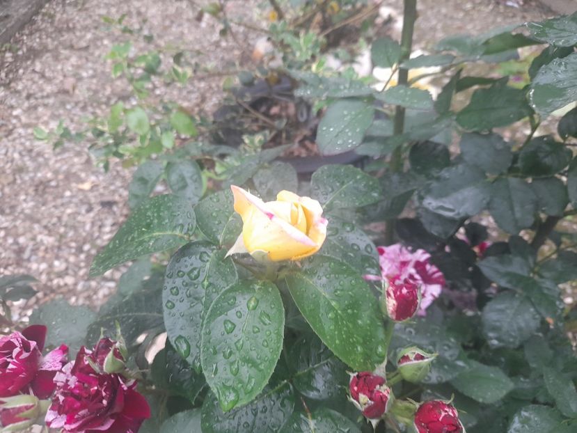  - 1111 Bucurii florale 2025