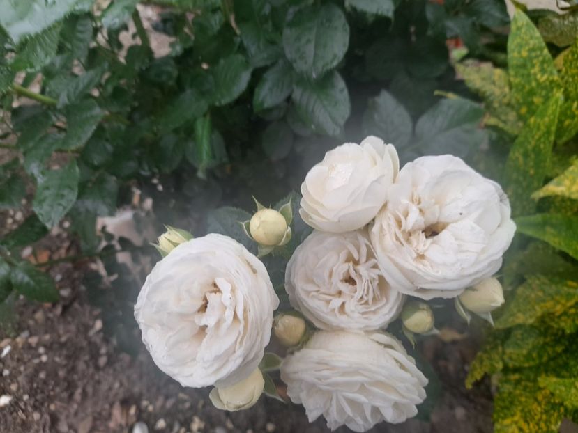  - 1111 Bucurii florale 2025