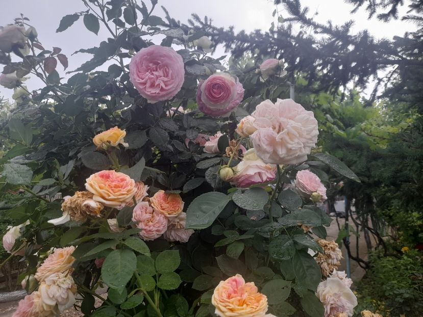  - 1111 Bucurii florale 2025