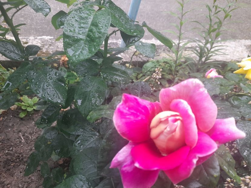  - 1111 Bucurii florale 2025
