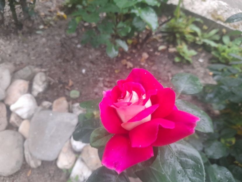  - 1111 Bucurii florale 2025