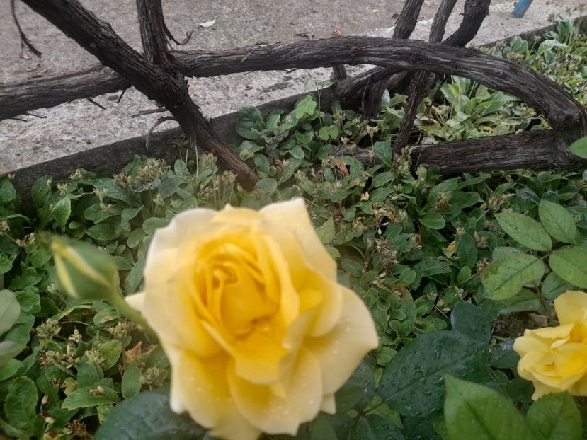  - 1111 Bucurii florale 2025