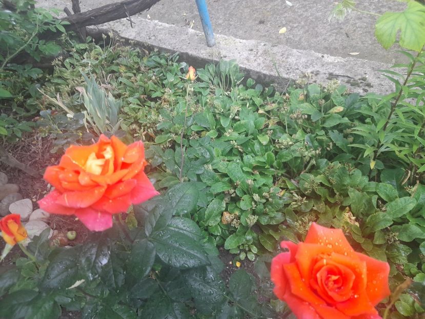  - 1111 Bucurii florale 2025