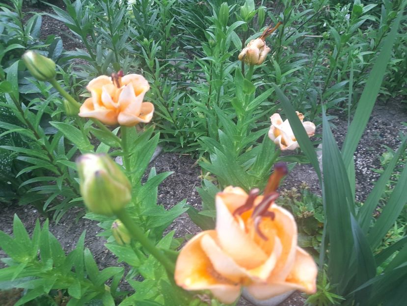  - 1111 Bucurii florale 2025