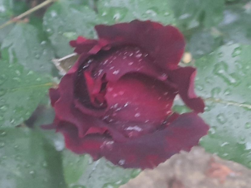  - 1111 Bucurii florale 2025
