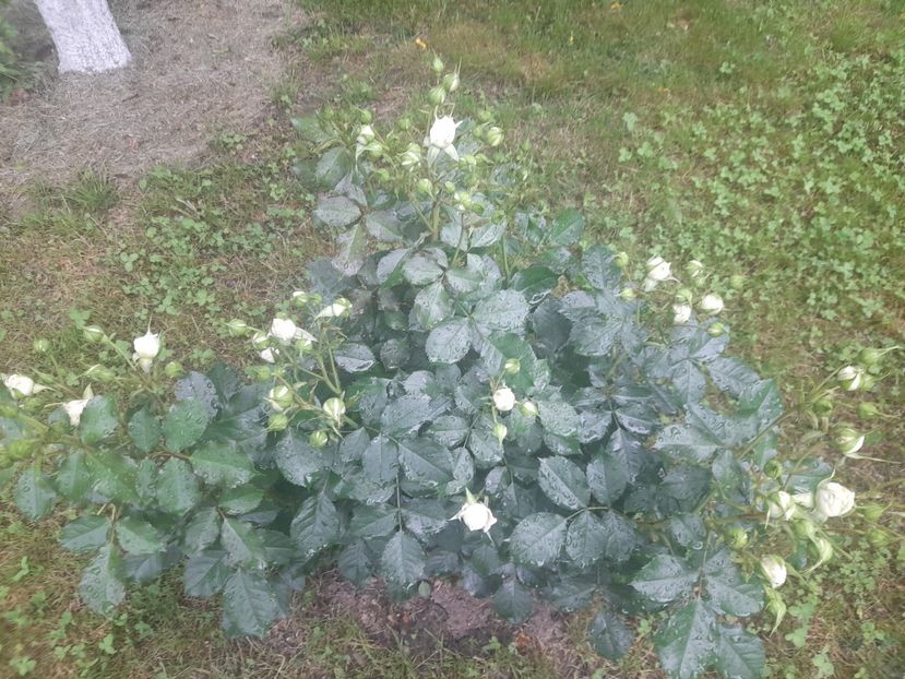  - 1111 Bucurii florale 2025