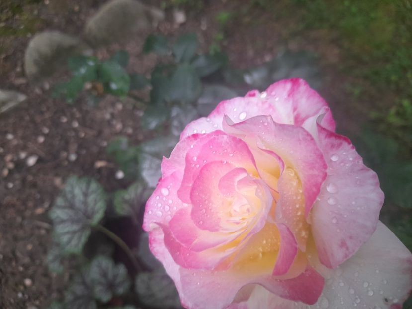  - 1111 Bucurii florale 2025