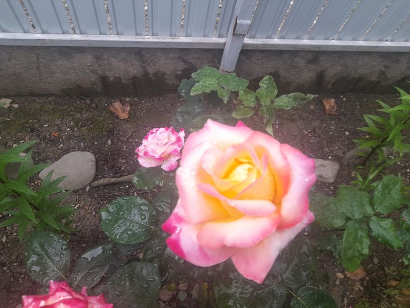  - 1111 Bucurii florale 2025