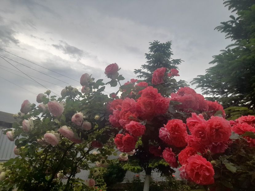  - 1111 Bucurii florale 2025