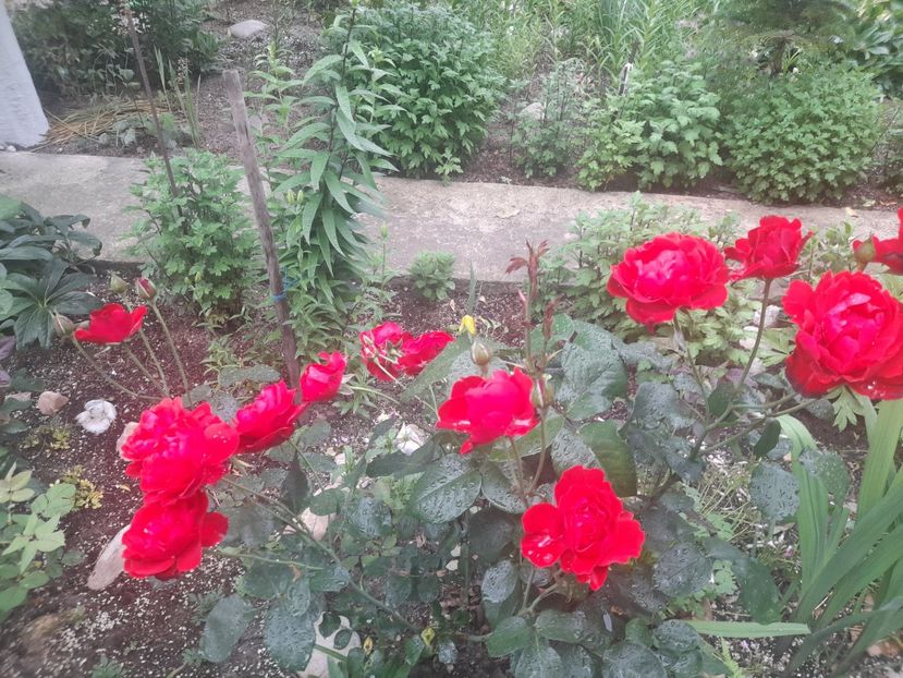  - 1111 Bucurii florale 2025
