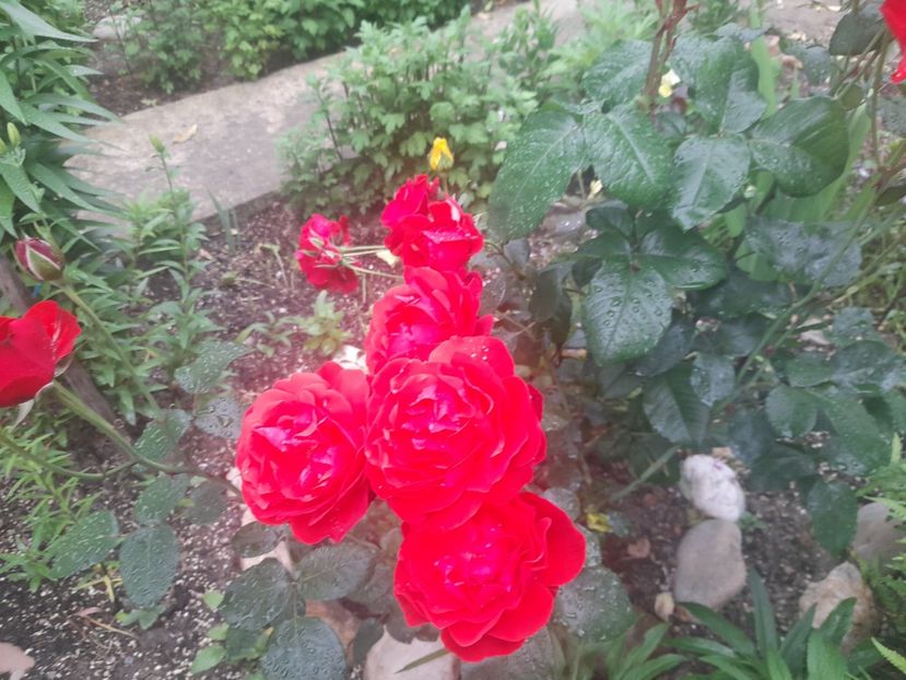  - 1111 Bucurii florale 2025